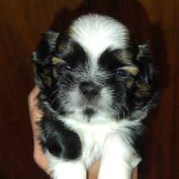 Davey - Ziggy - Tricolor male Shih Tzu puppy in Palmyra, New York from Karen's Tzus of Palmyra-Macedon