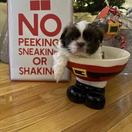 Clark (Griswold) - Chocolate male Shih Tzu puppy in Taylorsville, North Carolina from Blue Ridge Shih Tzus