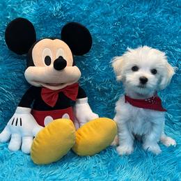 Maltese puppies from Knight Pups