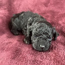 Scar - Black male Poodle puppy in Mayville, Michigan from Kathy Maize