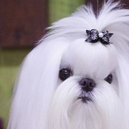 Maltese, Maltipoos, and Poodles from Joyful Pups
