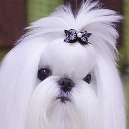 Maltese, Maltipoos, and Poodles from Joyful Pups