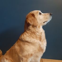 Macy - Golden Retriever