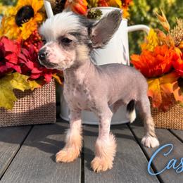 Cash - Black and white male Chinese Crested puppy in Crook, Colorado from Colorado Cresteds