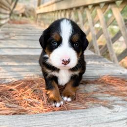 Chief - unfurnished - Tri-color male Bernedoodle puppy in Wamego, Kansas from Doodles of Oz