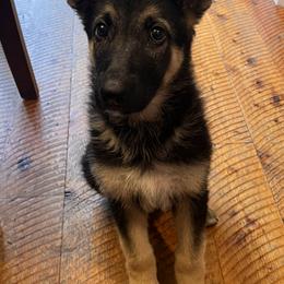 German Shepherd Puppies from dukleth
