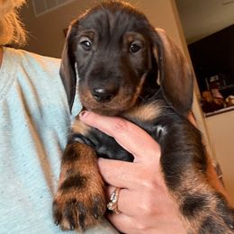 Jake - Wild boar male Dachshund puppy in Sheridan, Wyoming from Scottland Ranch Dachshunds