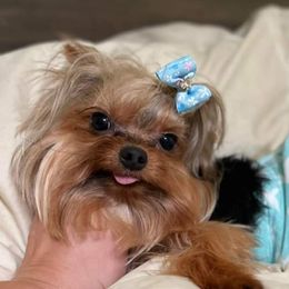 Mr. Puppy - Yorkshire Terrier