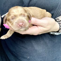 Maple - Red female Cockapoo puppy in Denver, Pennsylvania from Greenview Puppies