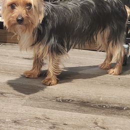 Precious - Yorkshire Terrier