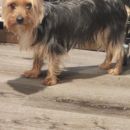 Precious - Yorkshire Terrier