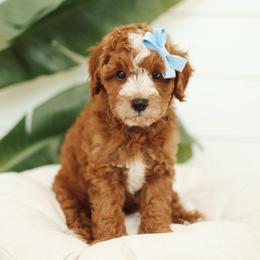 Remy - Red  male Goldendoodle puppy in Rio Linda, California from GoldendoodlePaw
