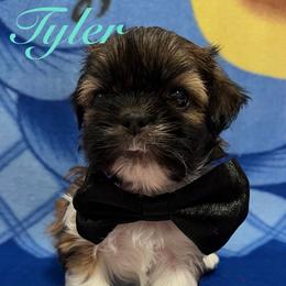 Tyler - Gold and white male Shih Tzu puppy in Hemet, California from Aloha Shih Tzu