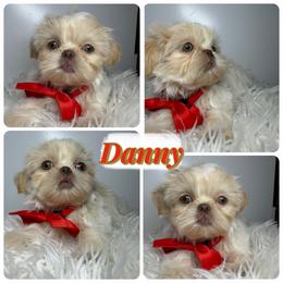 Danny - Cream and white male Shih Tzu puppy in Austin, Texas from Shih Tzu’s  ‘N’ Love