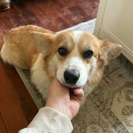 Trademark Bridget the Midget - Pembroke Welsh Corgi