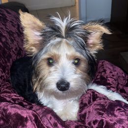 Yorkshire Terriers from Hudson Howls