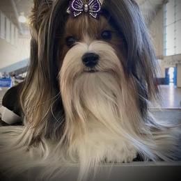 Infinity - Biewer Terrier