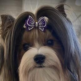 Infinity - Biewer Terrier