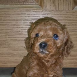 Girl - Red female Cavapoo puppy in Galena, Missouri from May's Country Cavapoos