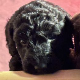 Goldendoodle Puppies from Doodles R Us