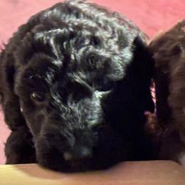 Goldendoodle Puppies from Doodles R Us