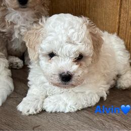 Alvin - male Poodle puppy in Greensburg, Kentucky from Doodle Me Crazy