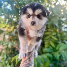 Inky - Black and white male Pomsky puppy in Orange County, California from Pomsky Playpen