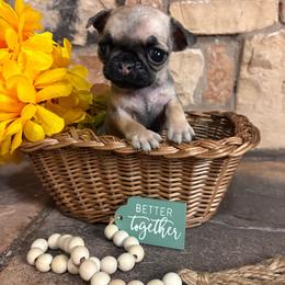 Purple collar - Fawn female Pug puppy in Tucson, Arizona from Furever Friends
