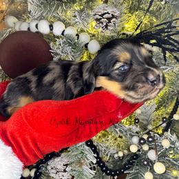 Lucky - Dapple male Dachshund puppy in Conway, Missouri from Ozark Mountain Kennel