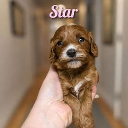 Star - Red female Cockapoo puppy in Conklin, Michigan from Lake Michigan Couture Cavapoos & Cockapoos