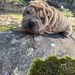 Purple - Red fawn female Chinese Shar-Pei puppy in North Carolina from Amy Mahaffey's Chinese Shar-Pei