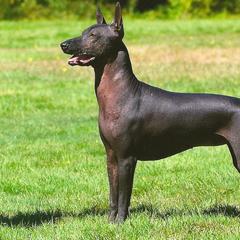 Chinese Cresteds and Xoloitzcuintli from Xcel's Xoloitzcuintli and Chinese Cresteds