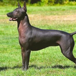 Chinese Cresteds and Xoloitzcuintli from Xcel's Xoloitzcuintli and Chinese Cresteds