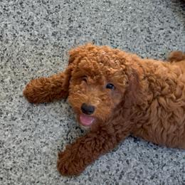 Copper - Red  male Poodle puppy in Osseo, Michigan from Paws in the Country