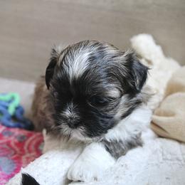 Minnie - Brown female Shichon puppy in Pennsylvania from Manor Hills Shih Tzus