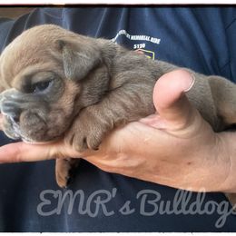 Hank - Lilac tri-color male Bulldog puppy in Ranson, West Virginia from EMR’s Bulldogs