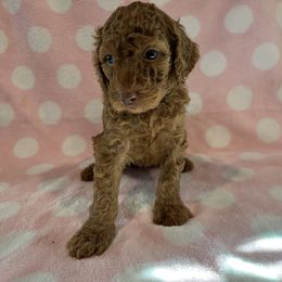 Beige Boy - Red  Poodle puppy in Baton Rouge, Louisiana from Honeybun Poodles