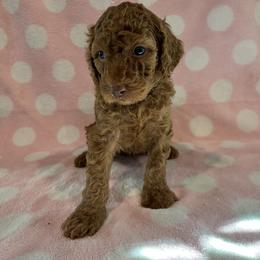Beige Boy - Red  Poodle puppy in Baton Rouge, Louisiana from Honeybun Poodles