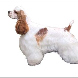 Cocker Spaniel All Grown Up from Galaxy Cockers