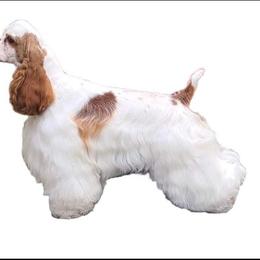 Cocker Spaniel All Grown Up from Galaxy Cockers
