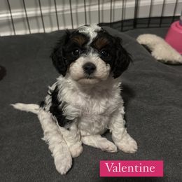Valentine - Cavapoo puppy from Palmetto Companion Puppies