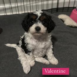 Valentine - Cavapoo puppy from Palmetto Companion Puppies