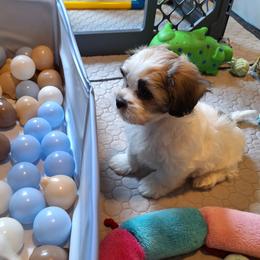 Emme - Brindle and white female Mal-Shi puppy in Apollo Beach, Florida from Gemstone Exclusive Pups of Florida