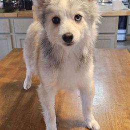 Joey - Wolf sable Pomsky puppy in Stover, Missouri from Lx2 County Line Pomskis