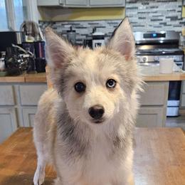 Joey - Wolf sable Pomsky puppy in Stover, Missouri from Lx2 County Line Pomskis