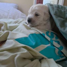 Tigger ( orange boy) - Light golden male Golden Retriever puppy in Clarksville, Tennessee from 255 Goldens