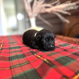 Labrador Retriever Puppies from Salt Run Retrievers