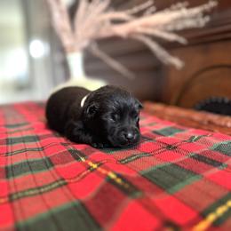 Labrador Retriever Puppies from Salt Run Retrievers