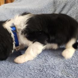 BLUE MALE - Tri-color male Cavalier King Charles Spaniel puppy in Mcgregor, Minnesota from Country Cavaliers