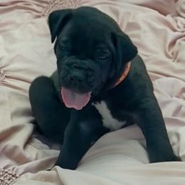 Orange collar male - Black male Boerboel puppy in Rockford, Illinois from Adoraboerboels